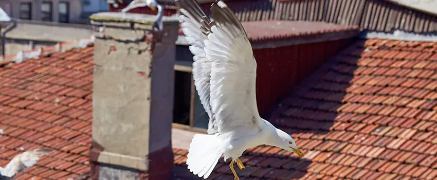 Residential Chimney Animal Removal Solution in Richmond West, FL